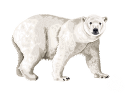 Polar Bear