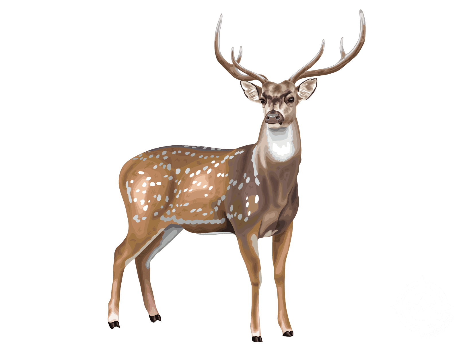 Axis Deer