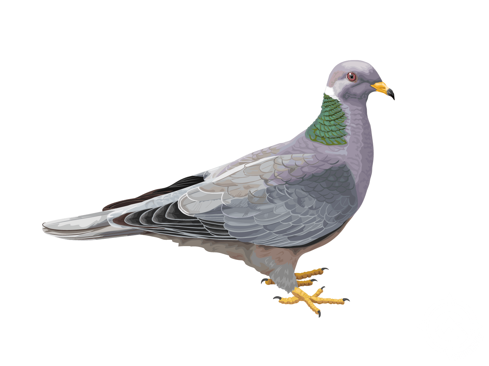 Band-tailed Pigeon
