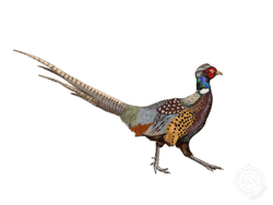 Ring-Necked Pheasant