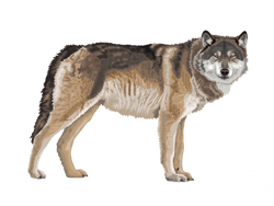 Gray Wolf