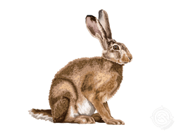 European Hare