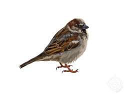 English or House Sparrow