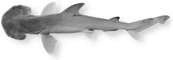 Bonnethead Shark