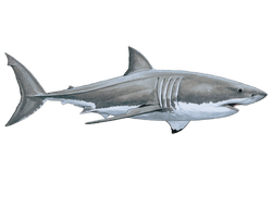 Great White Shark