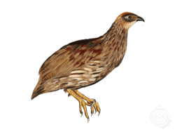 Erckel's Francolin