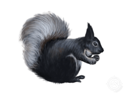 Abert's Squirrel