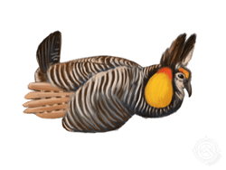 Greater Prairie Chicken
