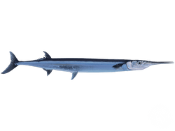 Agujon Needlefish