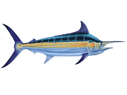 Black Marlin