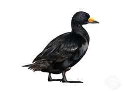 Black Scoter