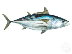 Black Skipjack