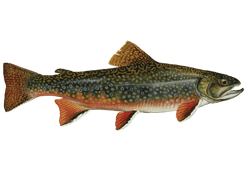 Brook Trout