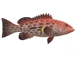 Yellowfin Grouper