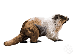 Alaska Marmot