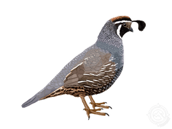 California Quail