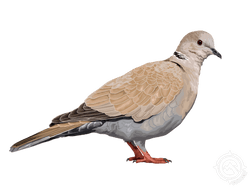 Eurasian Collared Dove