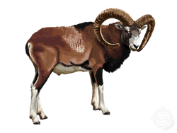 Lanai Mouflon Sheep