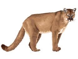 Mountain Lion