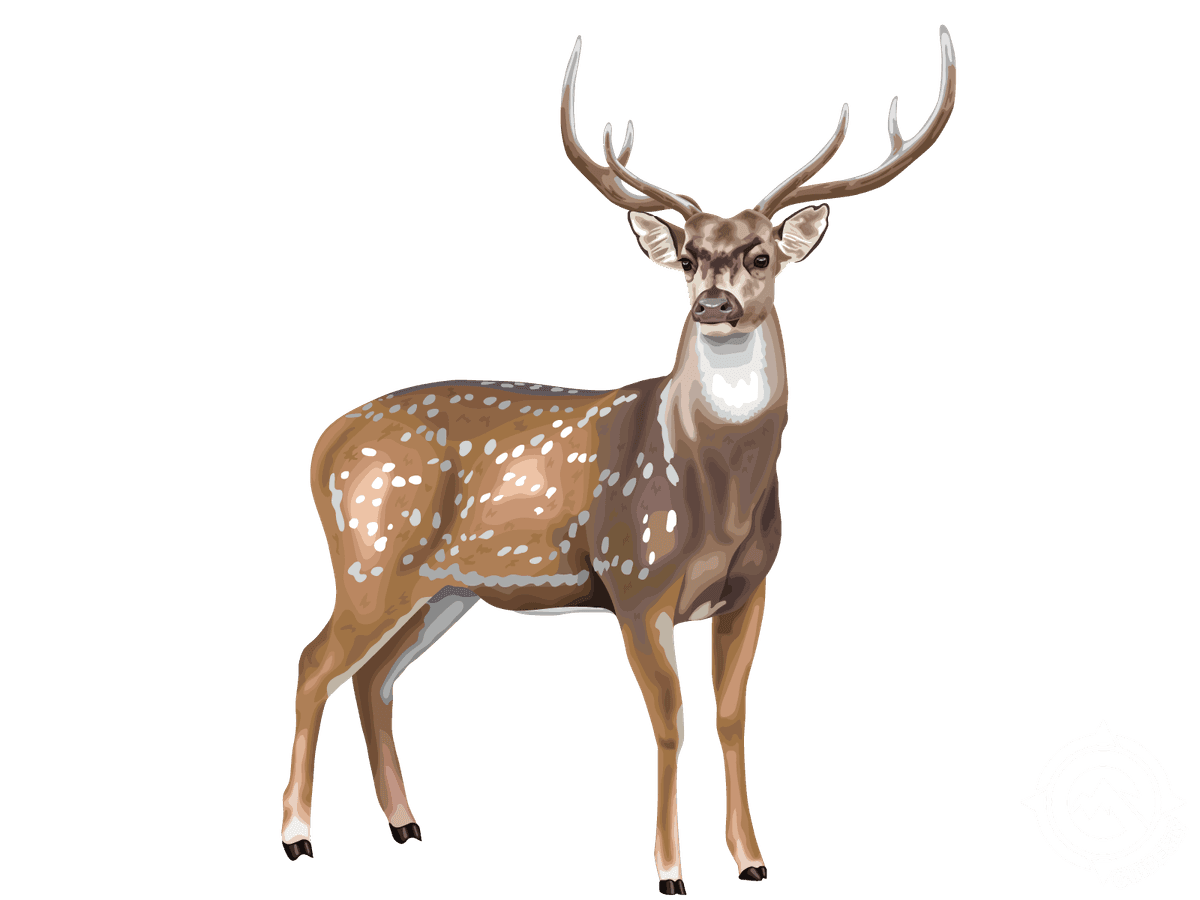 Axis Deer