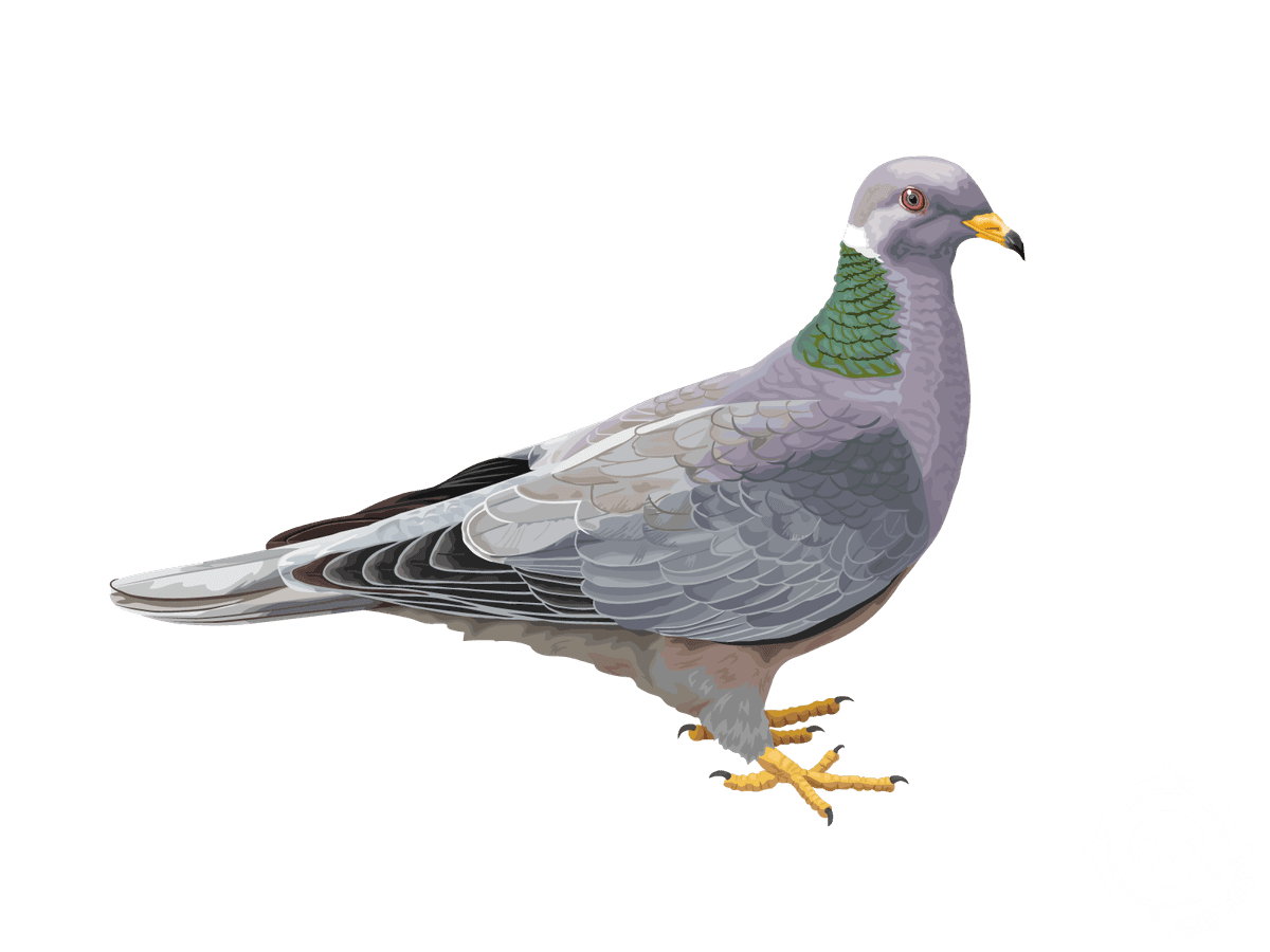 Band-tailed Pigeon